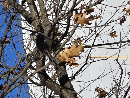 Northern Mockingbird (Mimus polyglottos), photo 8