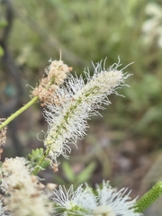 (c) Eli, some rights reserved (CC BY) Mimosa caesalpiniifolia, photograph (c) Eli, some rights reserved (CC BY)