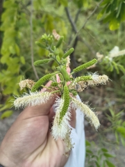 (c) Eli, some rights reserved (CC BY) Mimosa caesalpiniifolia, photograph (c) Eli, some rights reserved (CC BY)