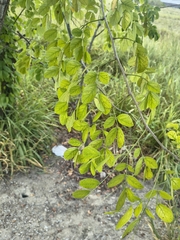 (c) Eli, some rights reserved (CC BY) Mimosa caesalpiniifolia, photograph (c) Eli, some rights reserved (CC BY)