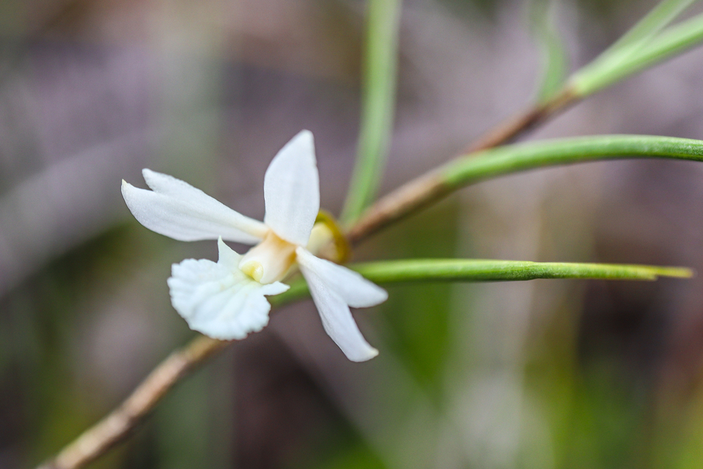 Dendrobium gramineum Ridl. 2