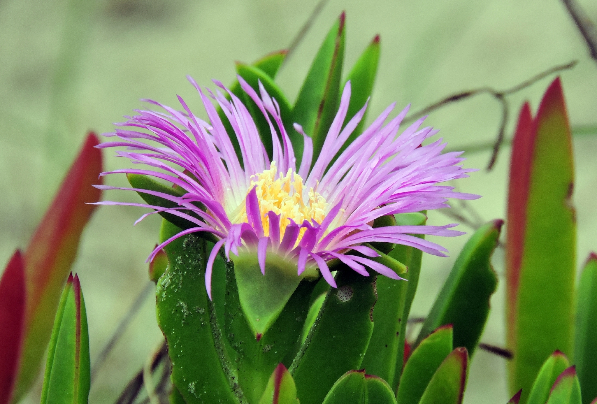 Carpobrotus chilensis