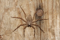 Selenops mexicanus