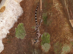 Cyrtodactylus intermedius