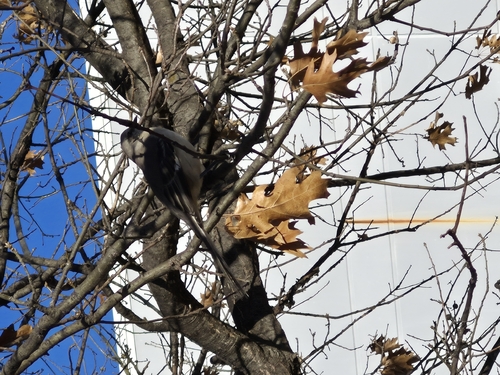 Northern Mockingbird (Mimus polyglottos), photo 9