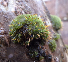 Orthotrichum consimile
