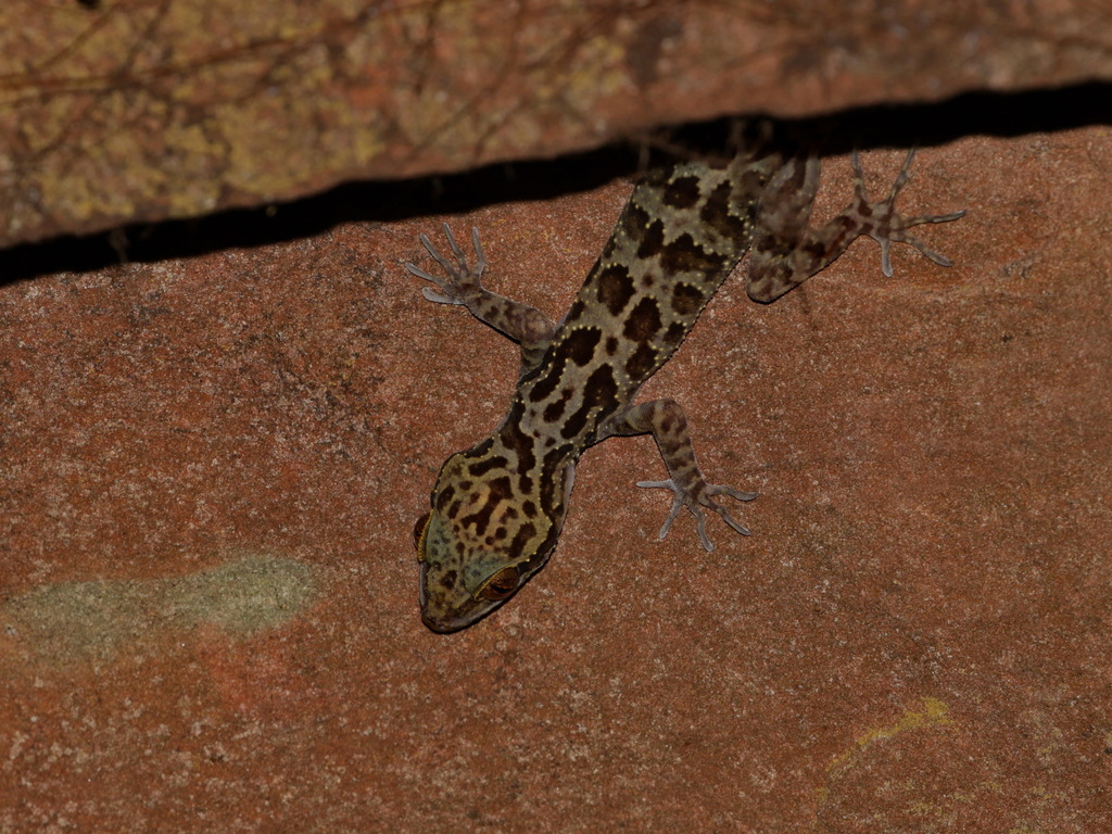 Jarujin’s Forest Gecko