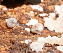 Meredithena dandenongensis