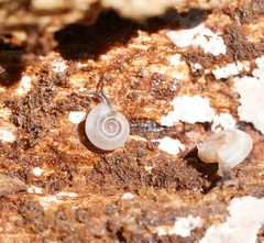 Meredithena dandenongensis