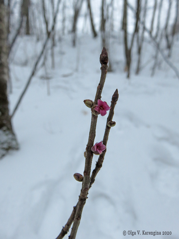 Mezereon from Leninsky District, Moscow Oblast, Russia on January 28 ...