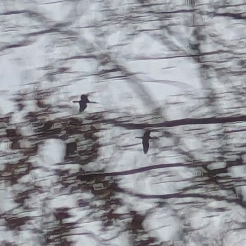 Great Cormorant (Phalacrocorax carbo), photo 5