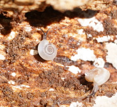 Meredithena dandenongensis