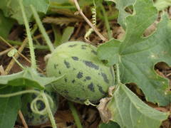 Cucumis melo agrestis