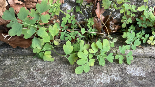 Pseudofumaria lutea
