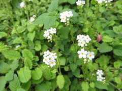 Trigonotis formosana elevatovenosa