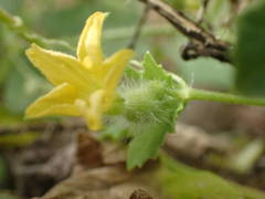 Cucumis melo agrestis