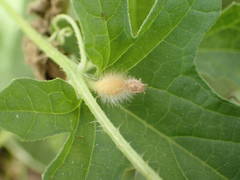 Cucumis melo agrestis