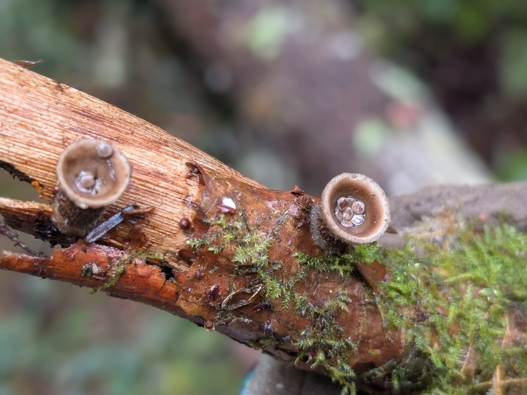 Nidula candida · January 2026 · photo: © criminy (iNaturalist, cc-by)