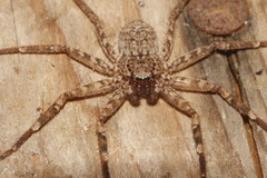 Selenops mexicanus