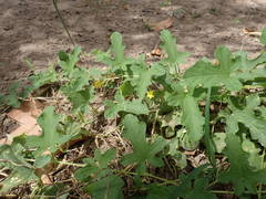 Cucumis melo agrestis