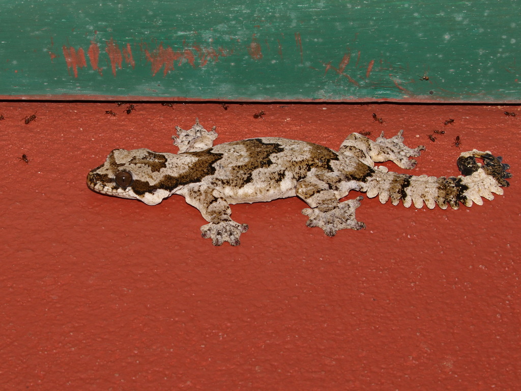 Kaeng Krachan Parachute Gecko