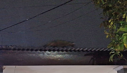 Paradoxurus hermaphroditus