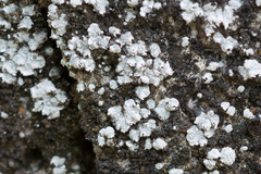 Acarospora moenium