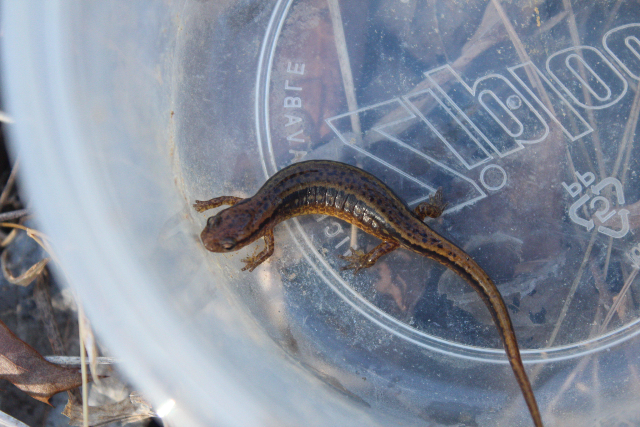 Eurycea cirrigera (Green, 1831)