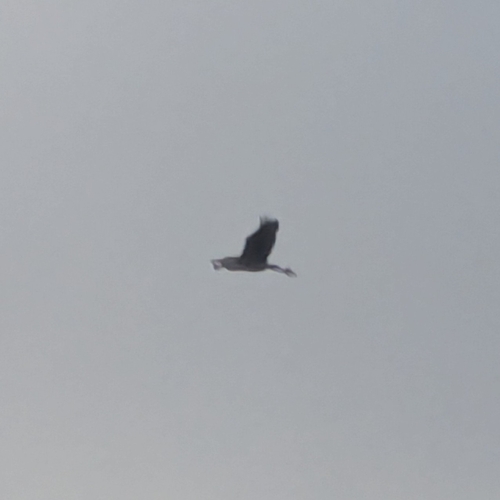 Grey Heron (Ardea cinerea), photo 9