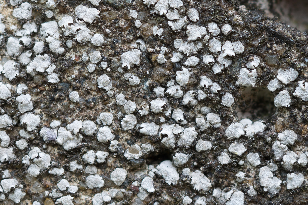 Acarospora moenium