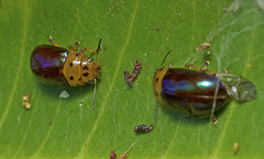 Platymela sticticollis