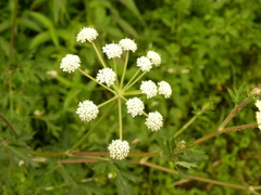 Peucedanum formosanum