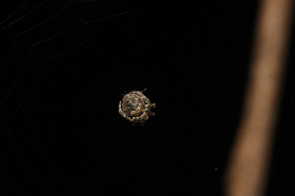 Hypognatha nasuta