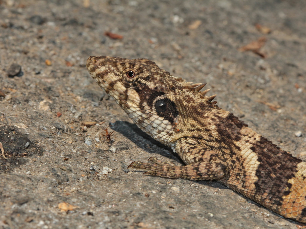 Kakhyen Hills Spiny Lizard
