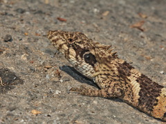 Kakhyen Hills Spiny Lizard photo 5