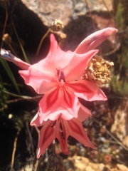 Gladiolus dolichosiphon
