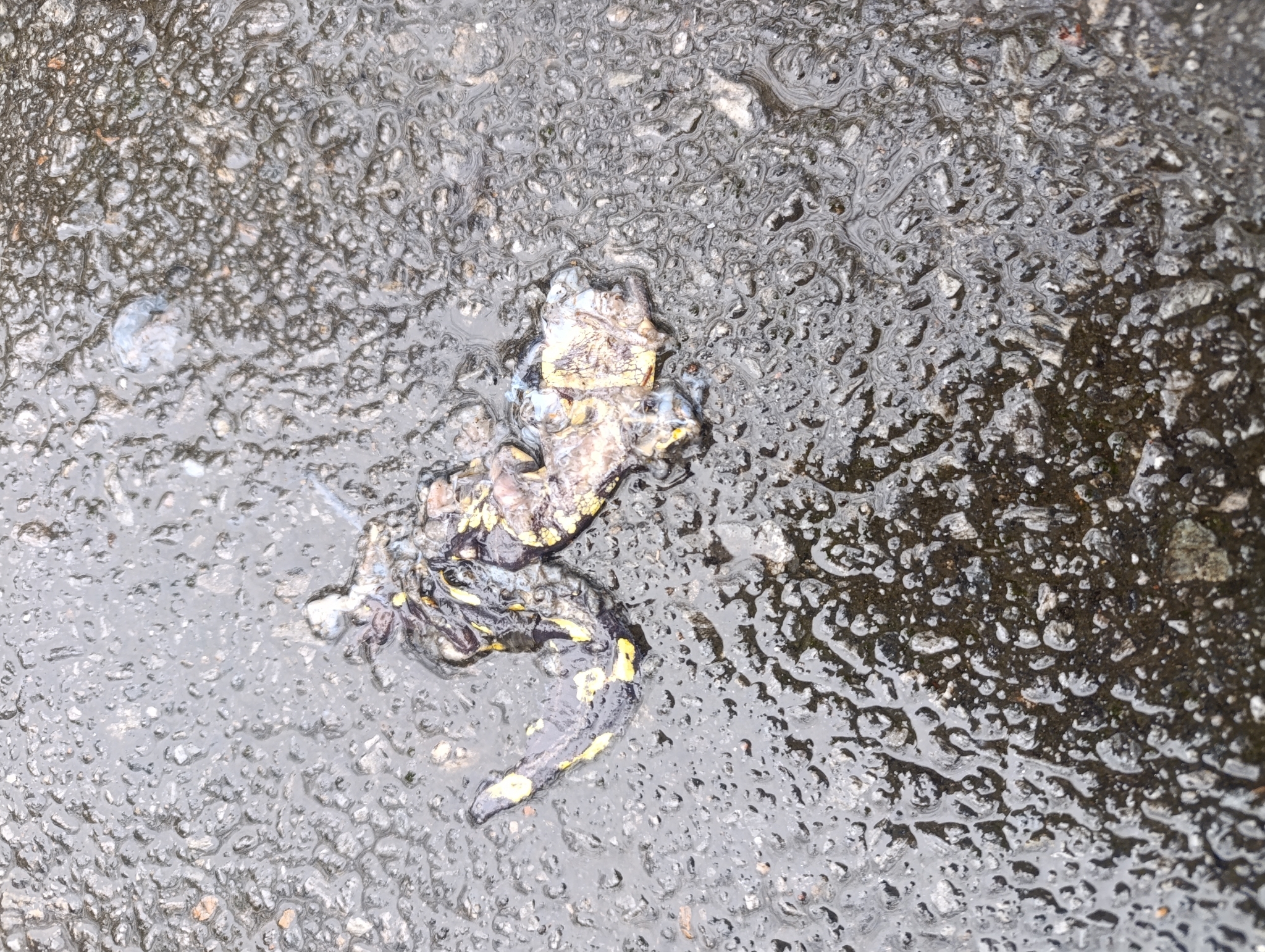 Salamandra salamandra (Linnaeus, 1758)