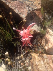 Gladiolus dolichosiphon
