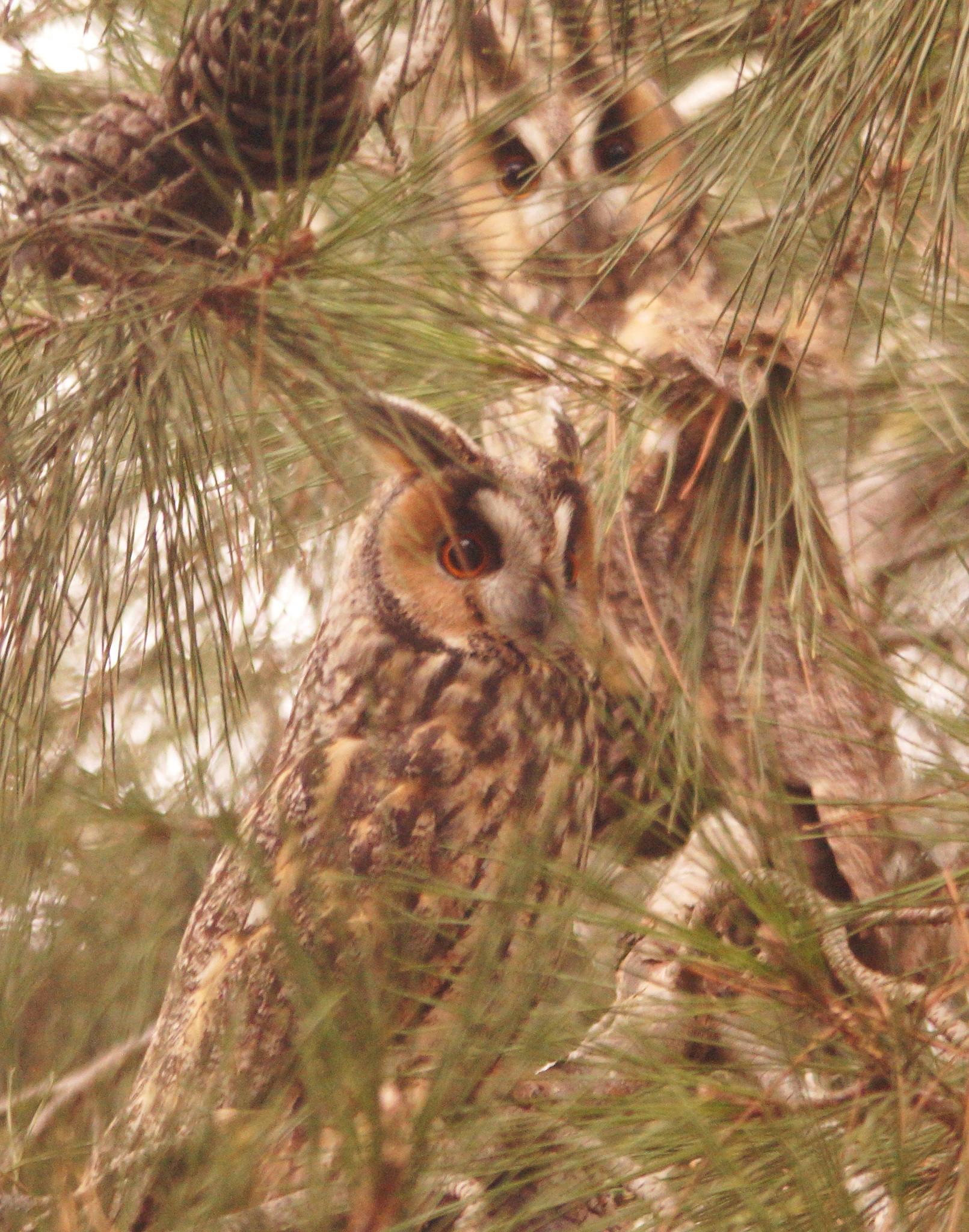 Long-eared Owl (Asio otus), photo 4