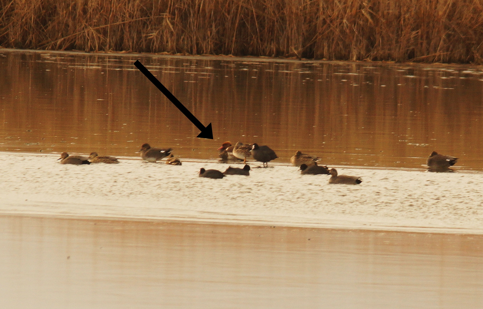 Red-crested Pochard (Netta rufina), photo 2