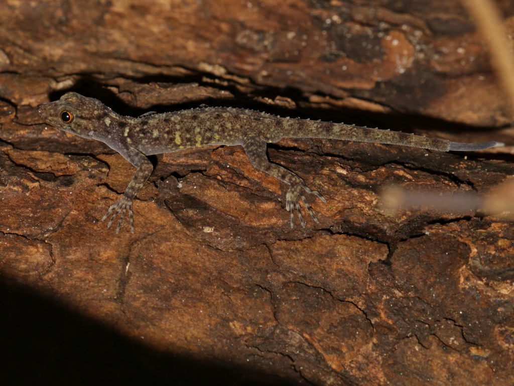 Kamolnorranath's Rock Gecko