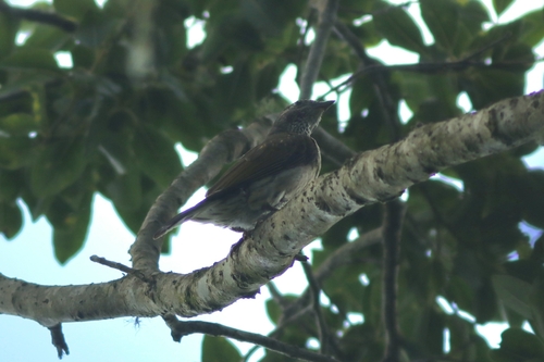 Scaly-throated Honeyguide (Indicator variegatus)