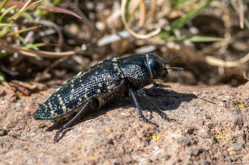 Lampetis dilaticollis