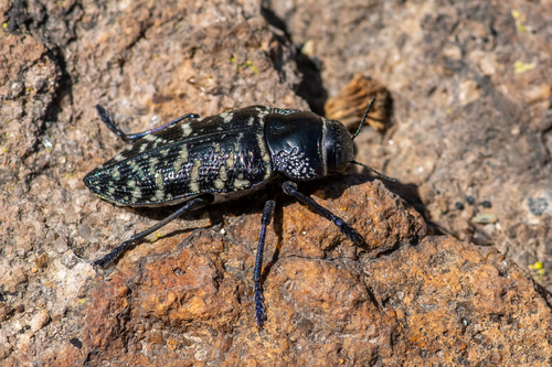 Lampetis dilaticollis
