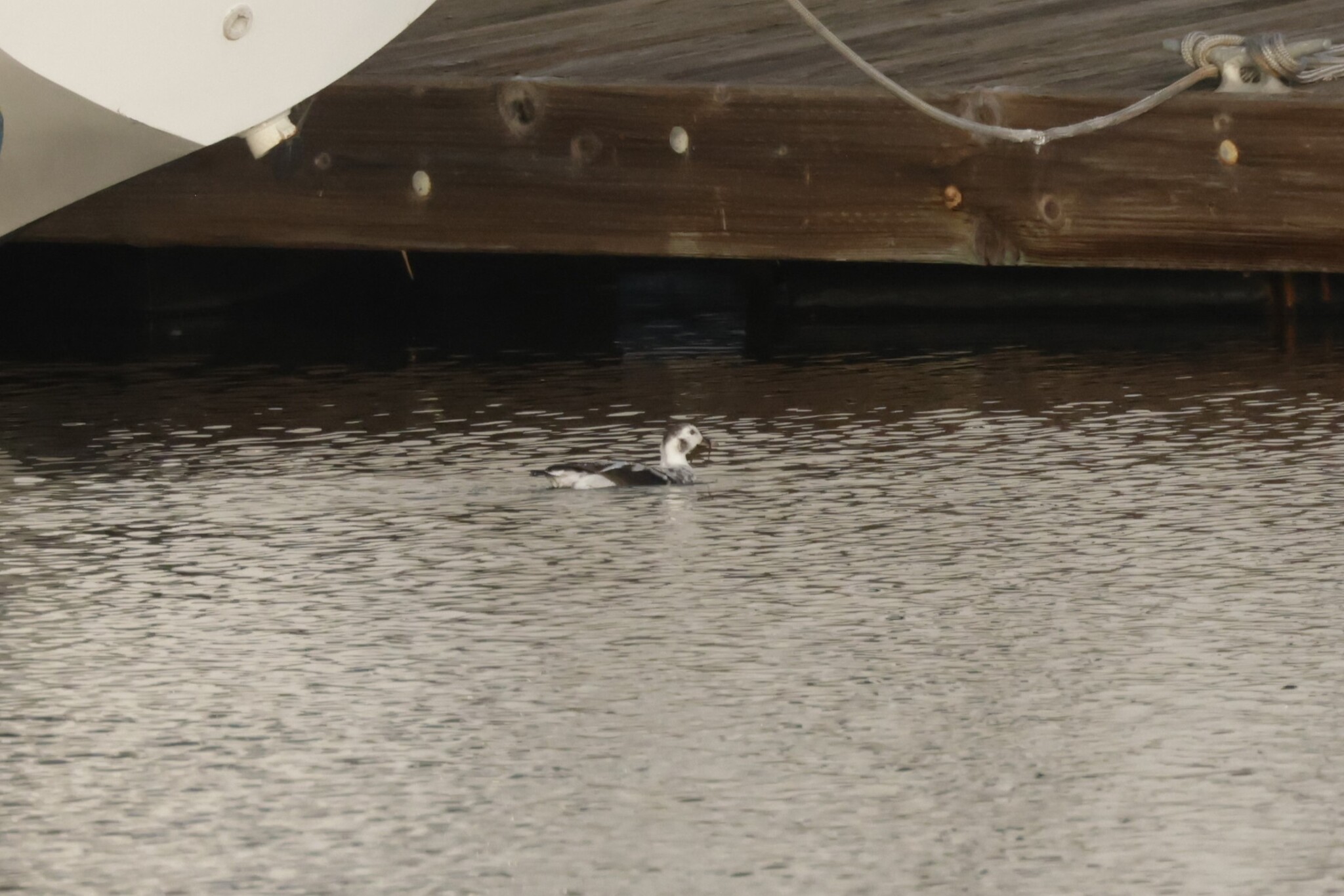 Long-tailed Duck (Clangula hyemalis), photo 2