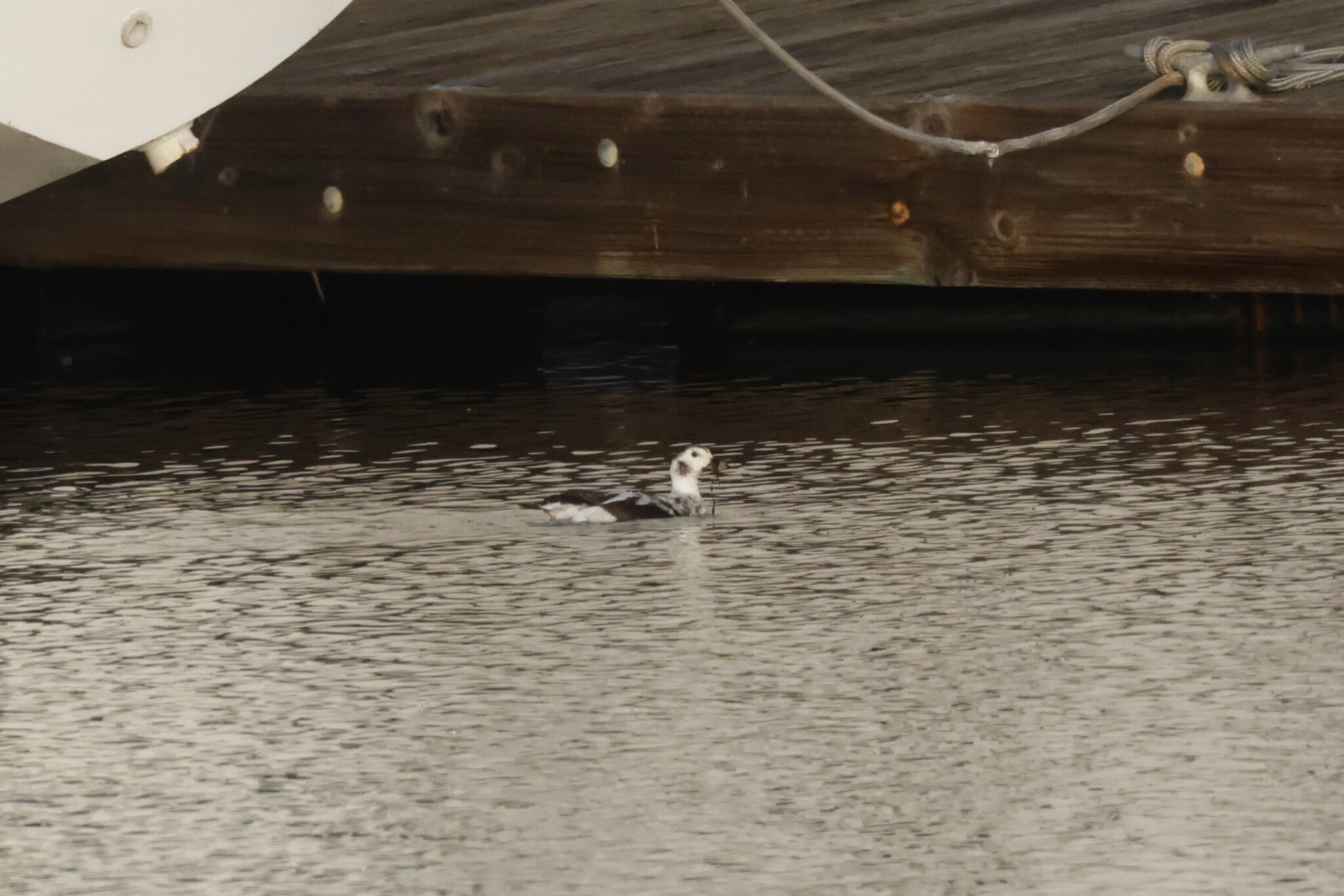 Long-tailed Duck (Clangula hyemalis), photo 3