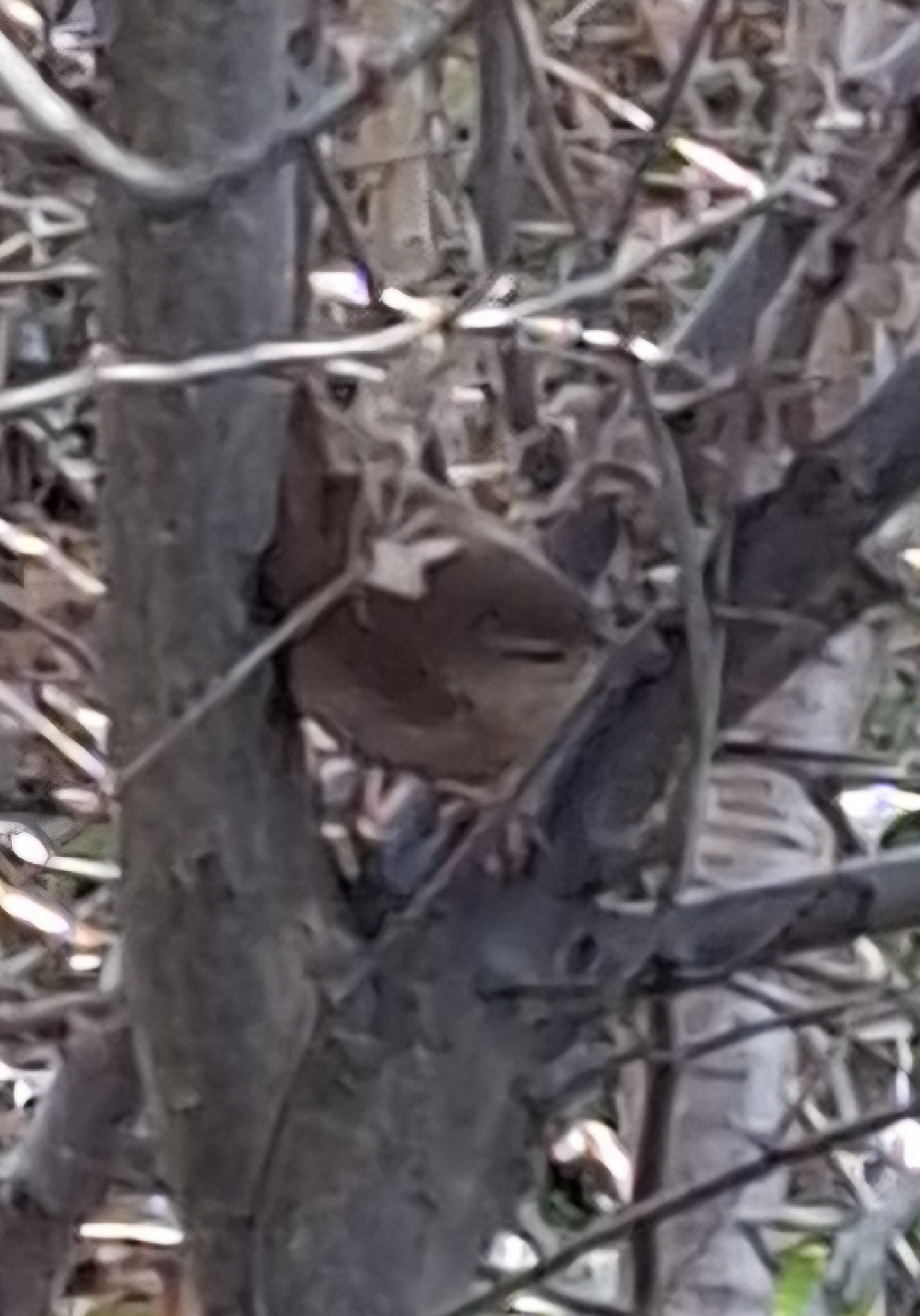 Eurasian Wren (Troglodytes troglodytes), photo 4