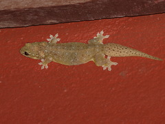 Gehyra lacerata