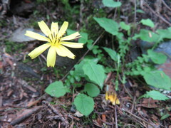 Lapsanastrum takasei