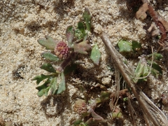 Centipeda aotearoana